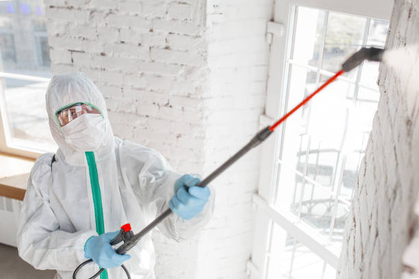 Best Water Damage & Mold Remediation  in Wedgefield, FL