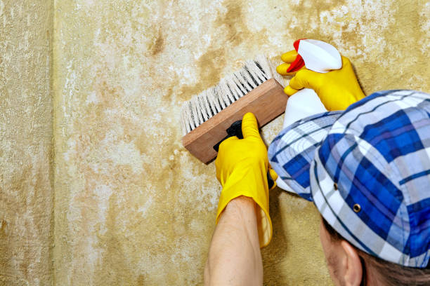 Best Basement Mold Removal  in Wedgefield, FL