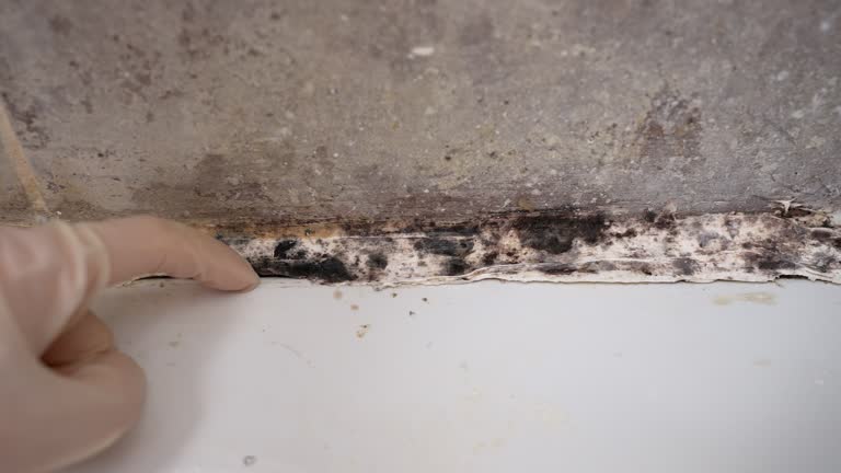Forensic Mold Investigation in Wedgefield, FL